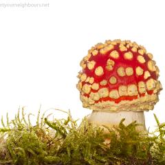 MYN Fly Agaric 